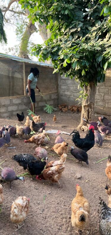 Creating Sustainable Livelihoods for Women Through Enhanced Poultry Production